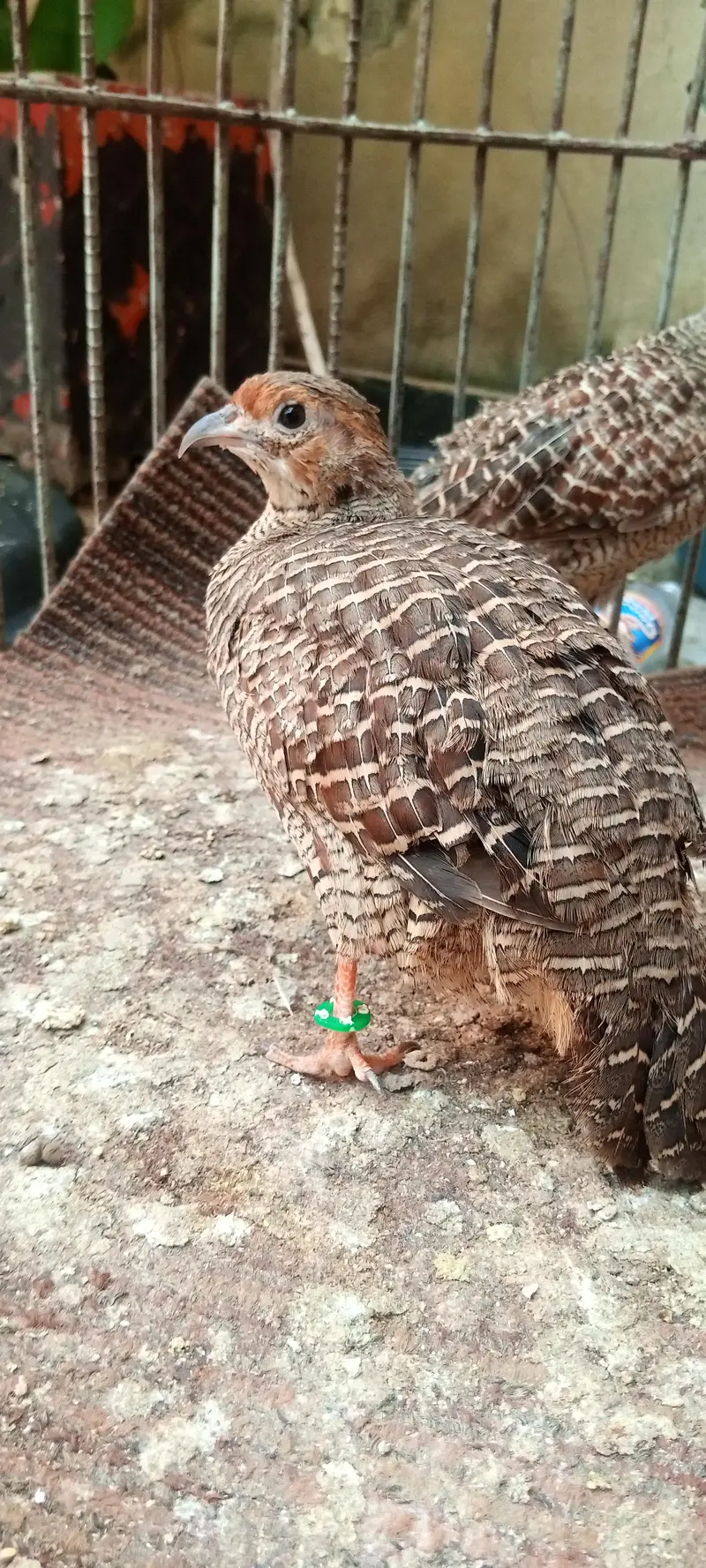 1 male 2 female — photo 8