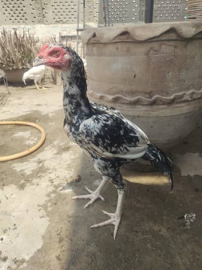 cheena aseel black and white