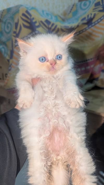 Persian Blue Eyes Himalayan Kitten Available