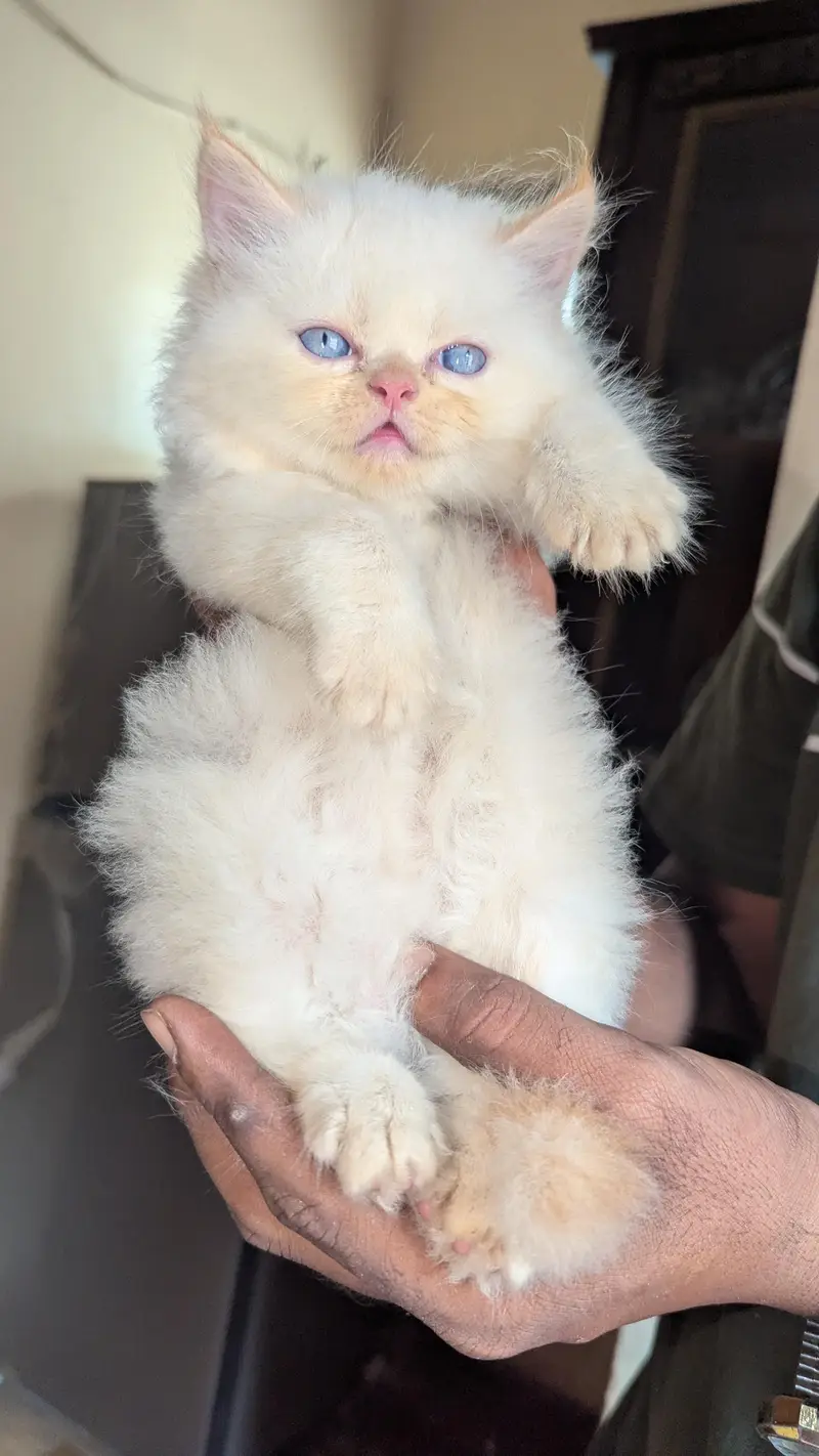 Persian Blue Eyes Himalayan Kitten Available — photo 2