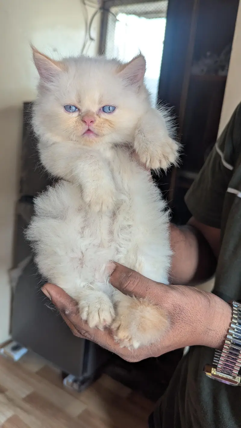 Persian Blue Eyes Himalayan Kitten Available — photo 3