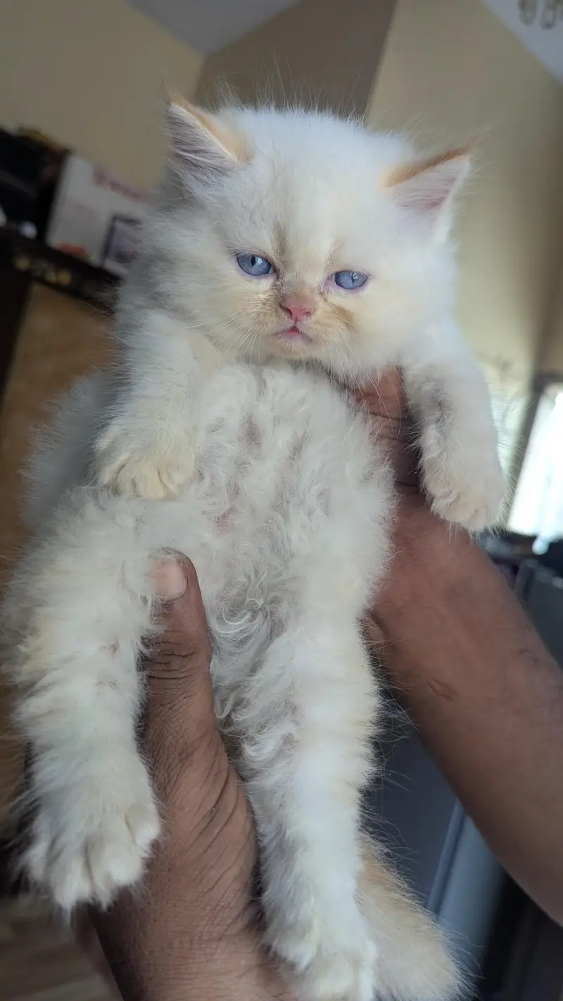 Persian Blue Eyes Himalayan Kitten Available — photo 4