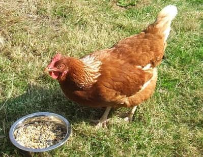 i Need Lohman Brown Hens 100 Peices