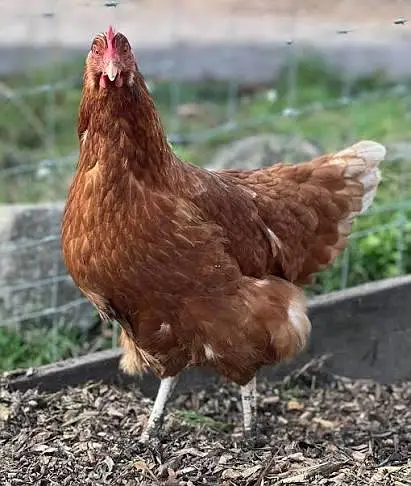 i Need Lohman Brown Hens 100 Peices — photo 2