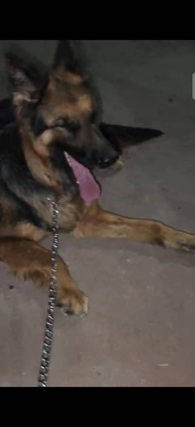 German shepherd female's