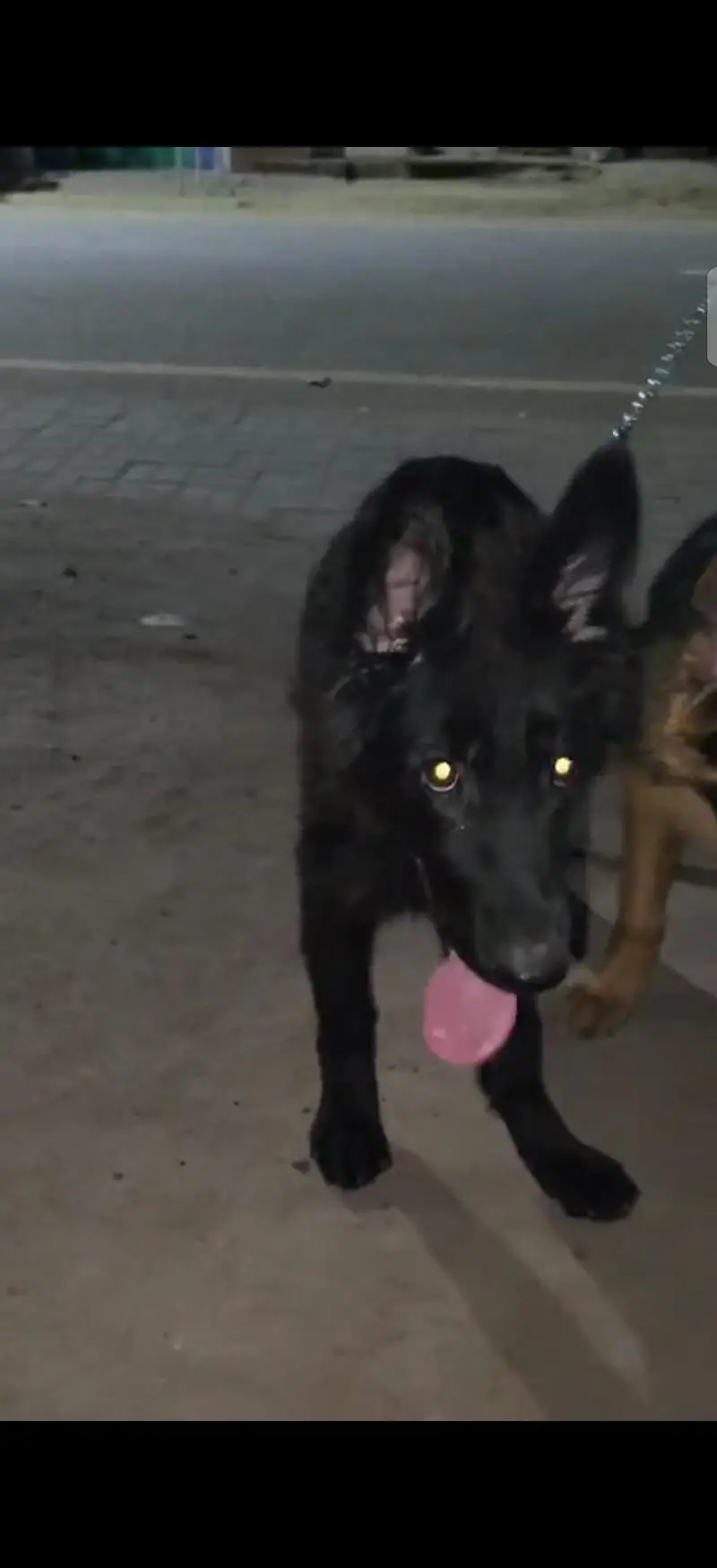 German shepherd female's — photo 2