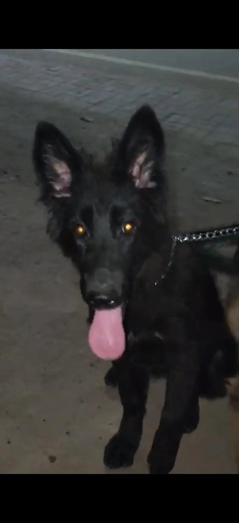 German shepherd female's — photo 3