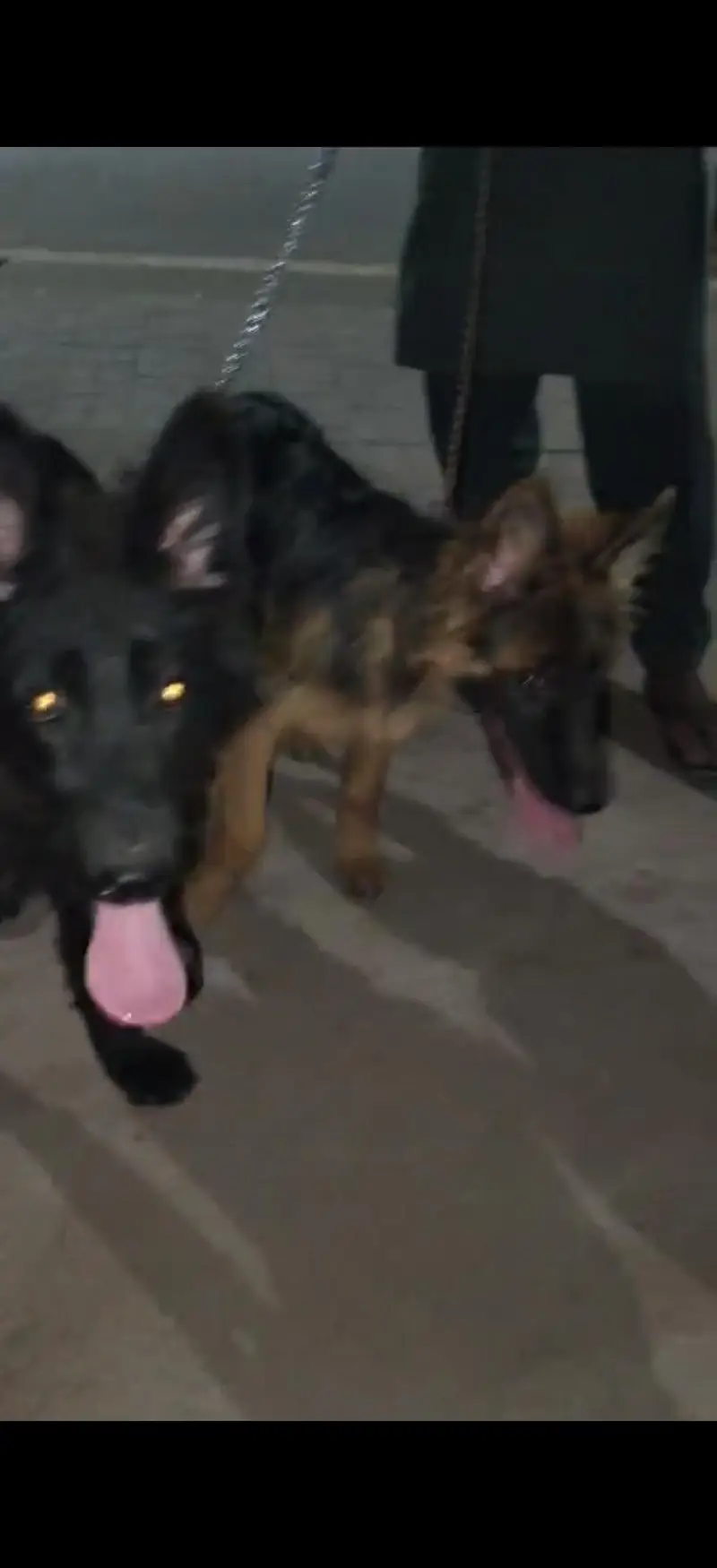 German shepherd female's — photo 4