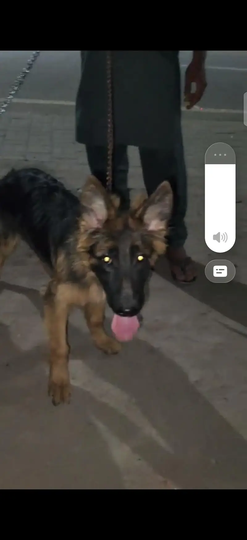 German shepherd female's — photo 5