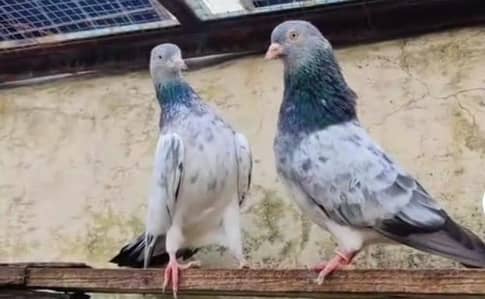 pure imamdeen pair