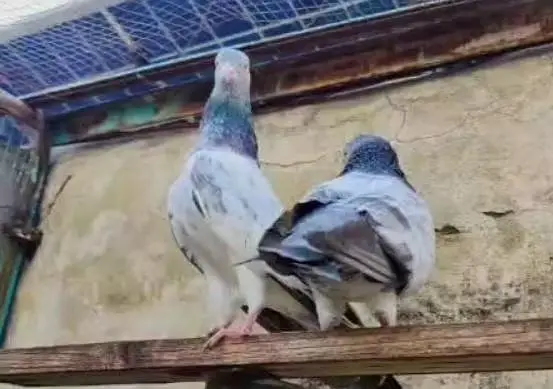 pure imamdeen pair — photo 2