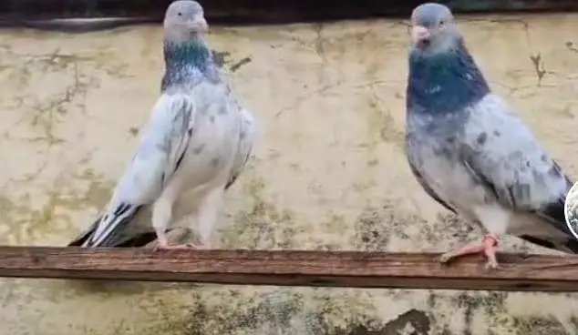 pure imamdeen pair — photo 4