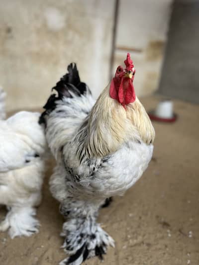 Light columbian brahma male