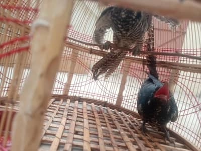 Asian Koel female x2