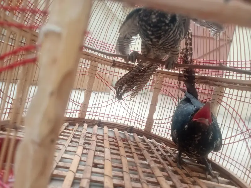 Asian Koel female x2