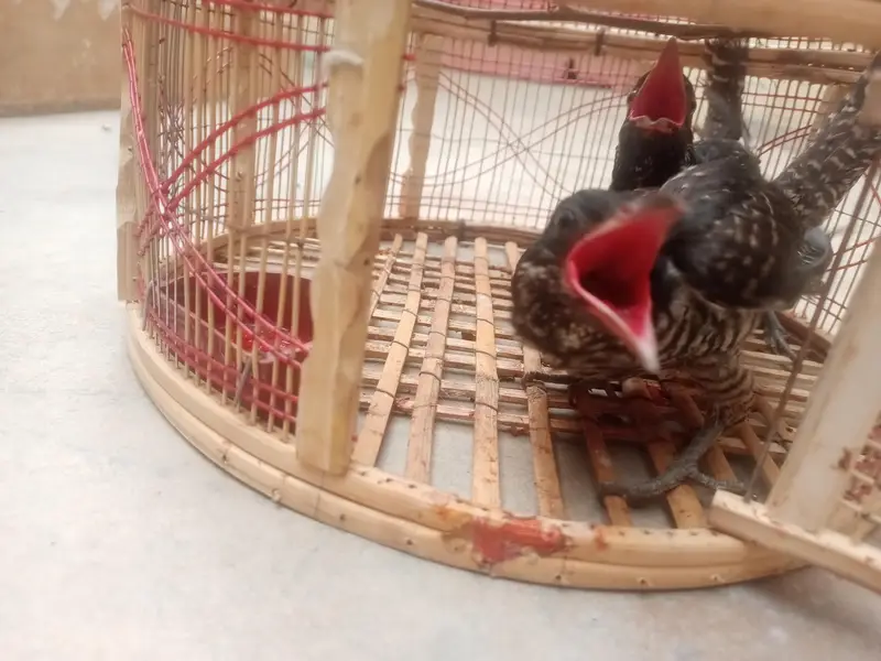 Asian Koel female x2 — photo 3