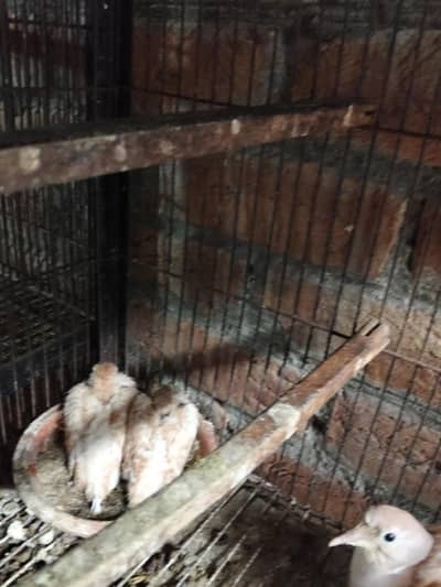 khumra breeder pair