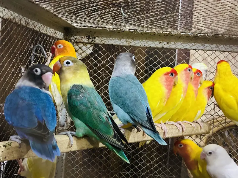 Lovebirds Breeder Pairs 03114333791 — photo 2