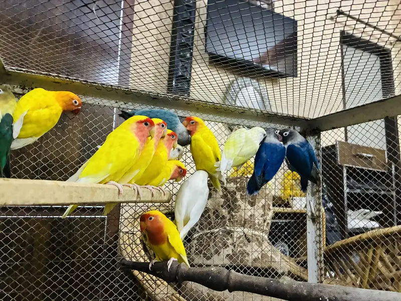 Lovebirds Breeder Pairs 03114333791 — photo 3