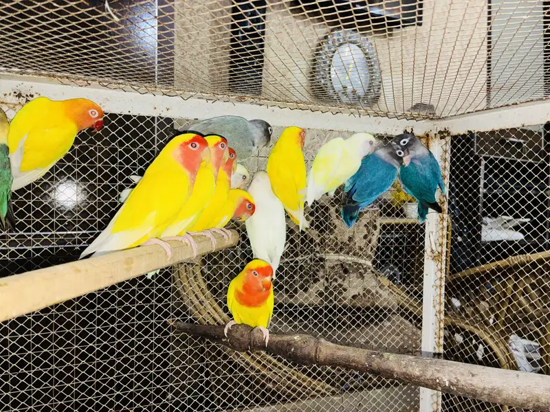 Lovebirds Breeder Pairs 03114333791 — photo 4