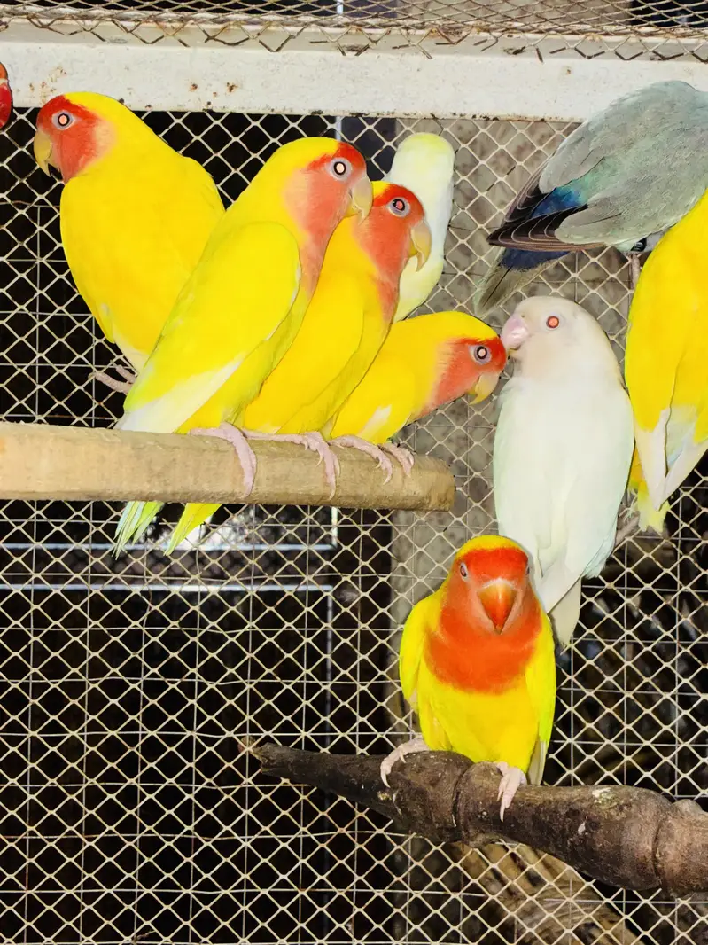 Lovebirds Breeder Pairs 03114333791 — photo 5