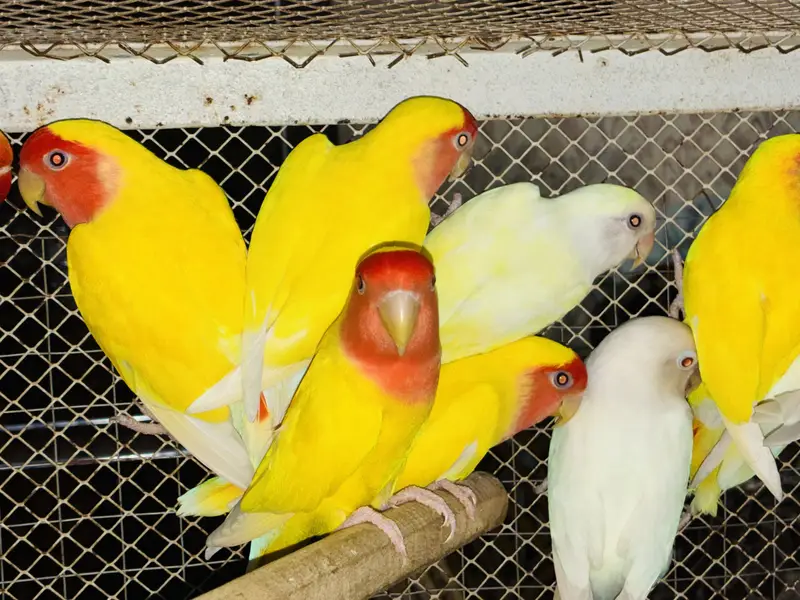 Lovebirds Breeder Pairs 03114333791 — photo 6
