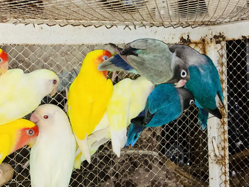 Lovebirds Breeder Pairs 03114333791 — photo 7