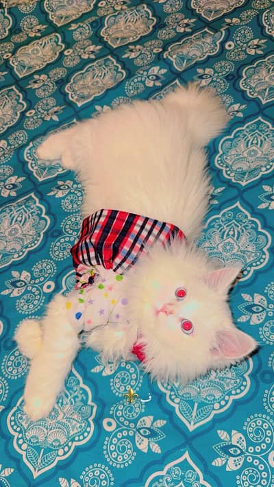 healthy cat