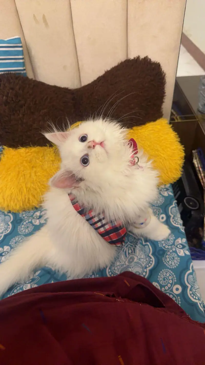healthy cat — photo 2