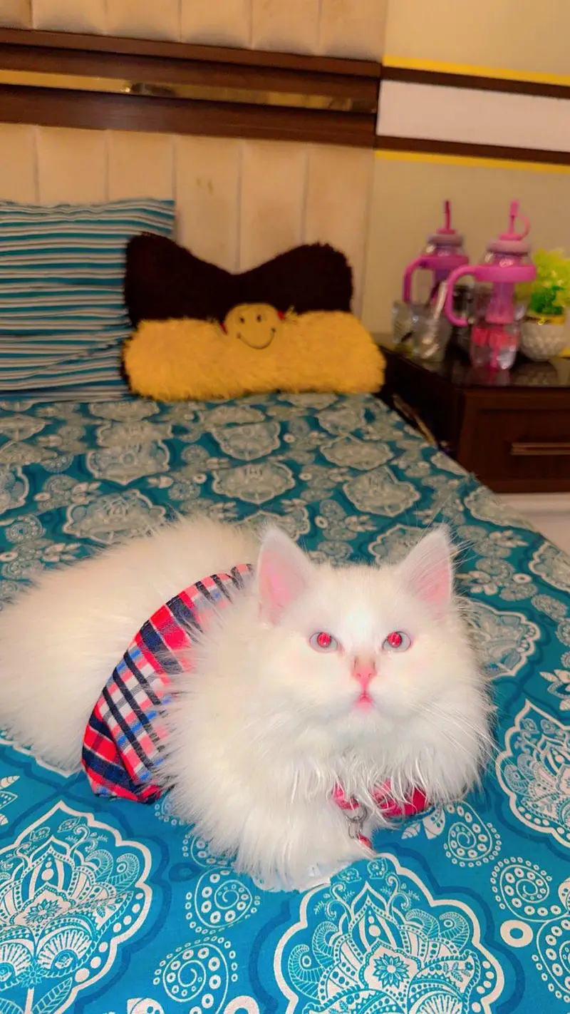 healthy cat — photo 3