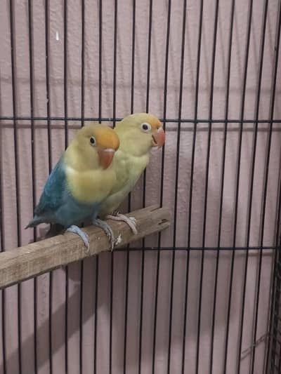Lovebird Breeder Pair | Parblue Palefallow | Cage + Box Available