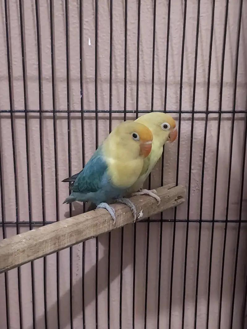 Lovebird Breeder Pair | Parblue Palefallow | Cage + Box Available — photo 2