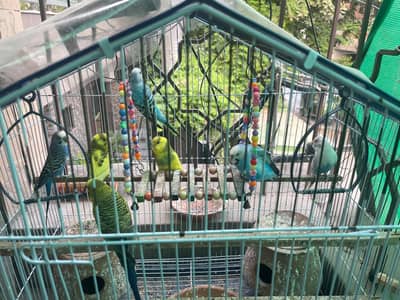 Healthy Budgies for sale