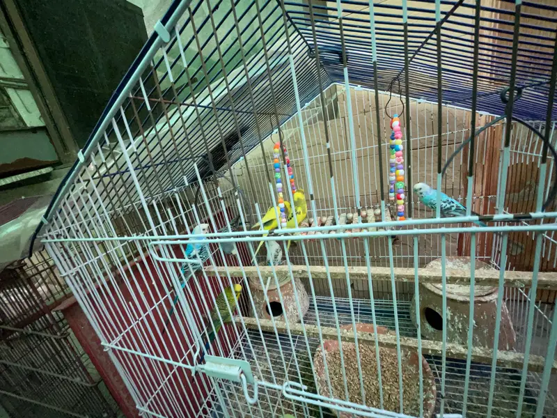 Healthy Budgies for sale — photo 2