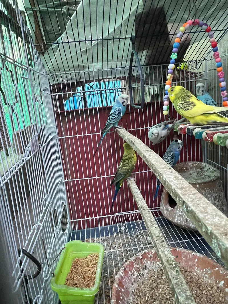 Healthy Budgies for sale — photo 3