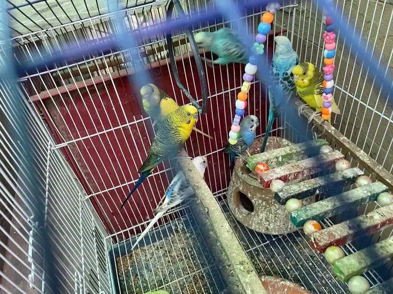 Healthy Budgies for sale — photo 4