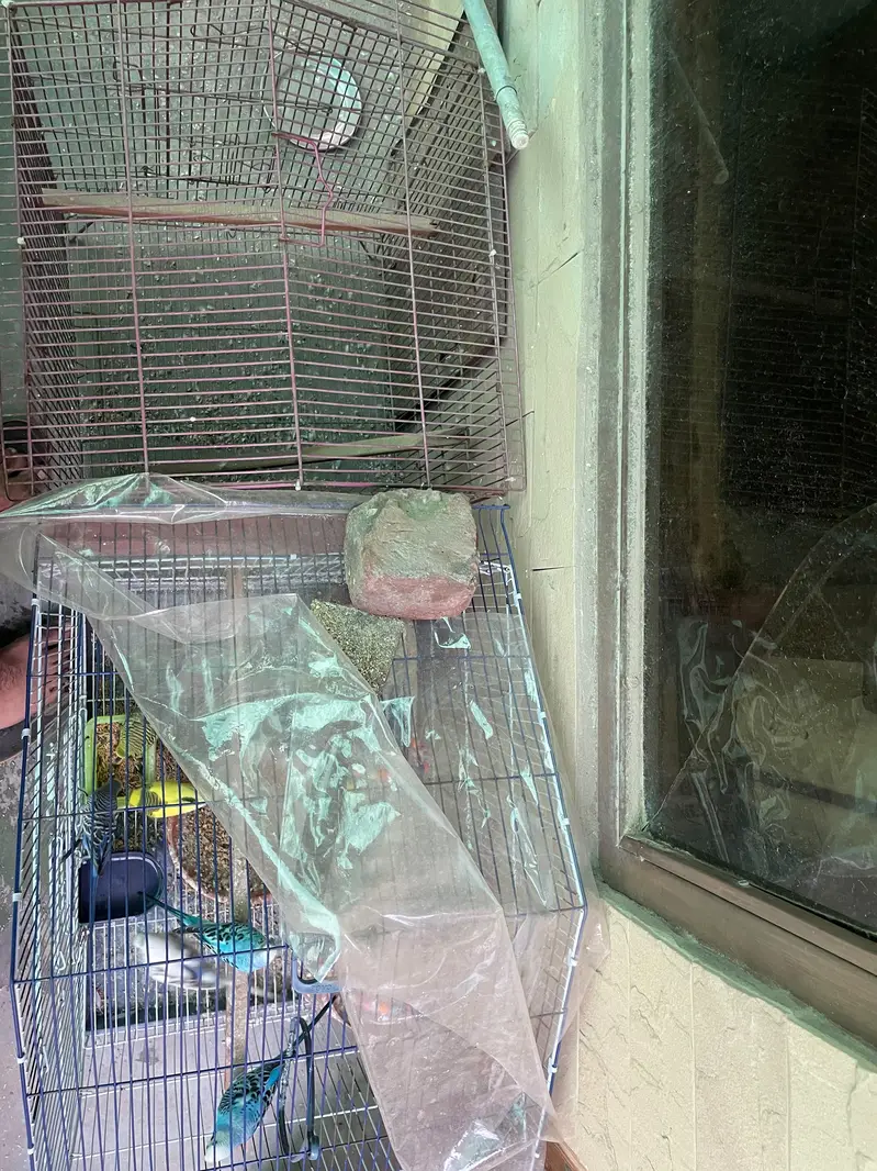 Healthy Budgies for sale — photo 5