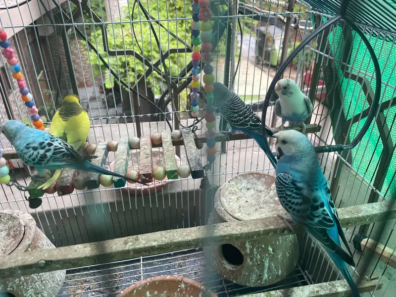 Healthy Budgies for sale — photo 6