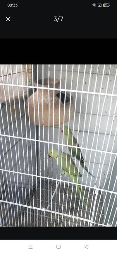 Green ringneck pair breeder WhatsApp 0324 8203246
