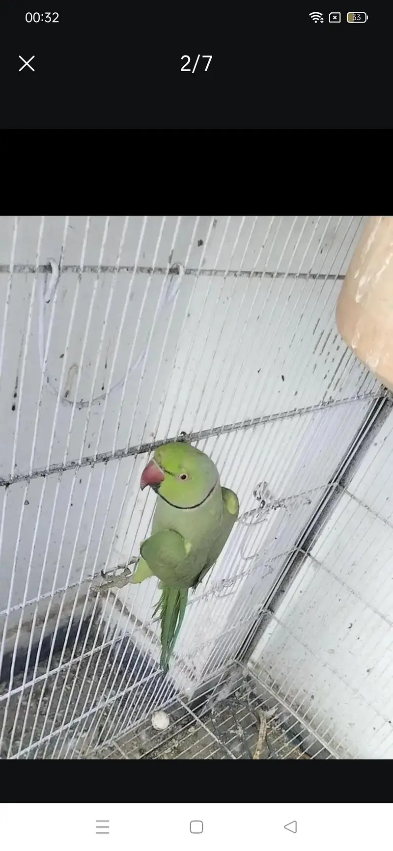 Green ringneck pair breeder WhatsApp 0324 8203246 — photo 2