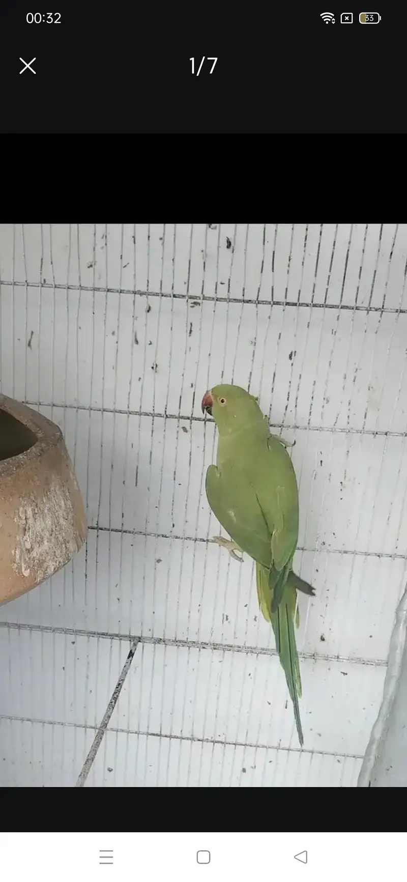 Green ringneck pair breeder WhatsApp 0324 8203246 — photo 3