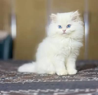 Pure Persian blue eye triple coat kittens
