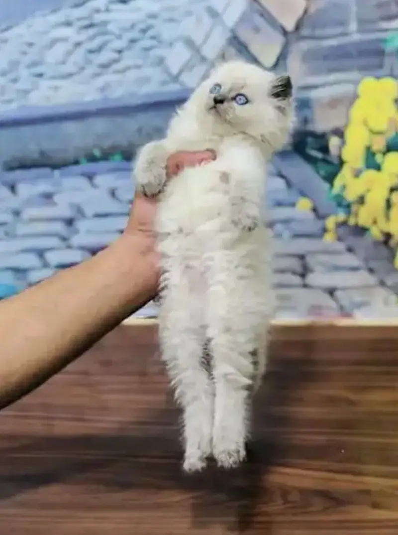 Pure Persian blue eye triple coat kittens — photo 2