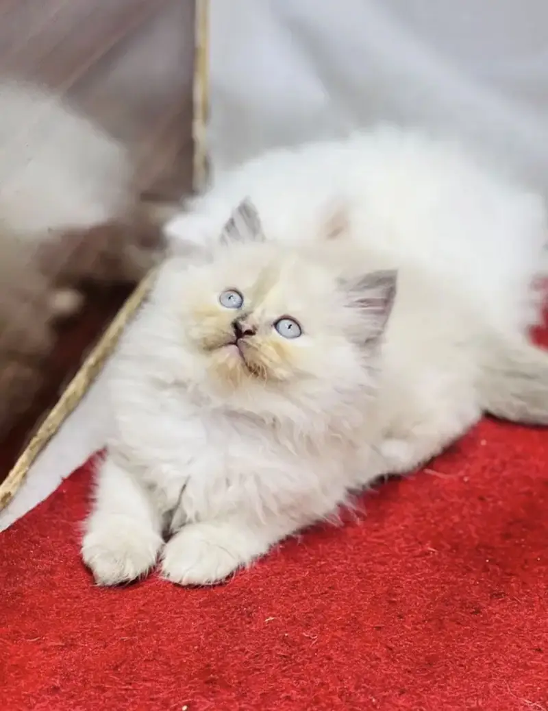 Pure Persian blue eye triple coat kittens — photo 3
