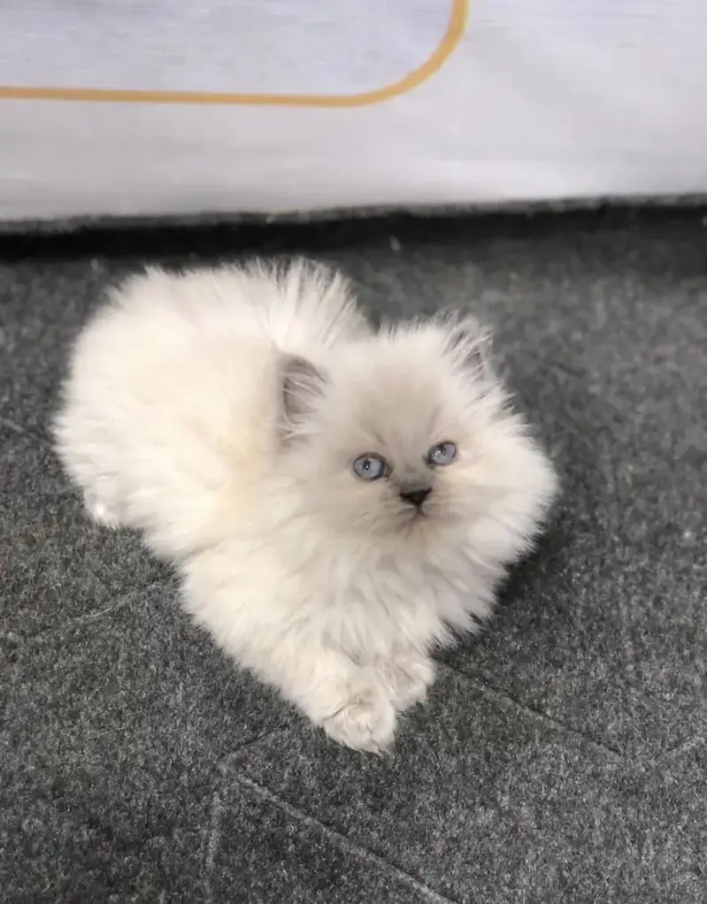 Pure Persian blue eye triple coat kittens — photo 4