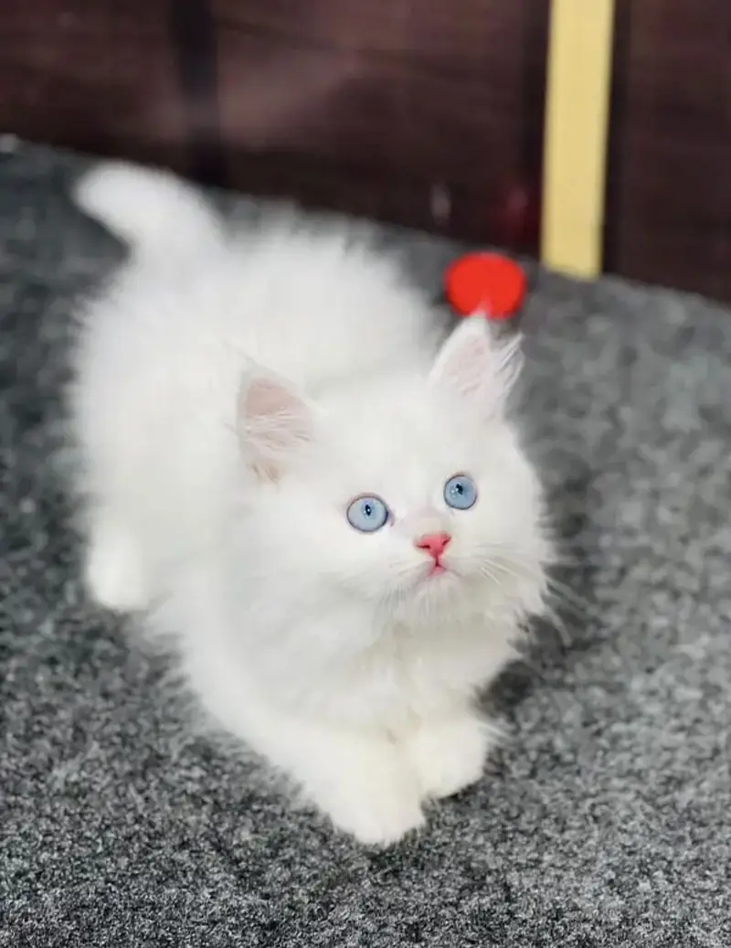 Pure Persian blue eye triple coat kittens — photo 5