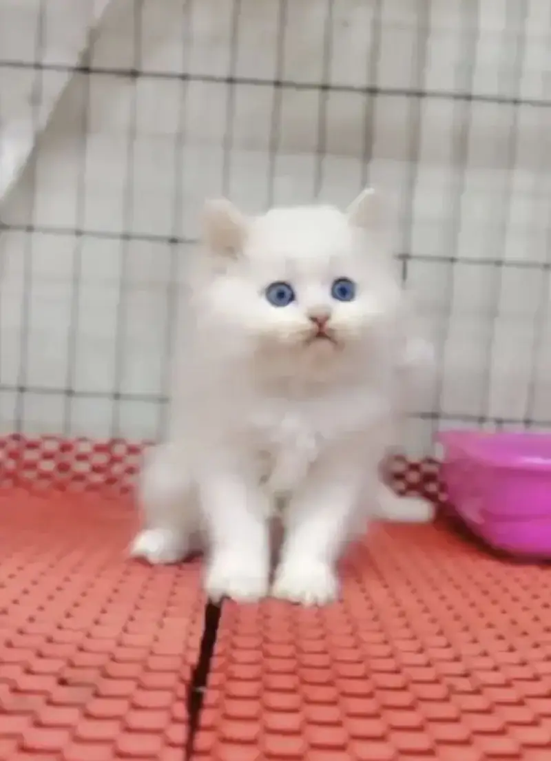 Pure Persian blue eye triple coat kittens — photo 6