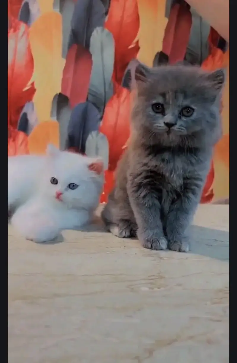 Pure Persian blue eye triple coat kittens — photo 7