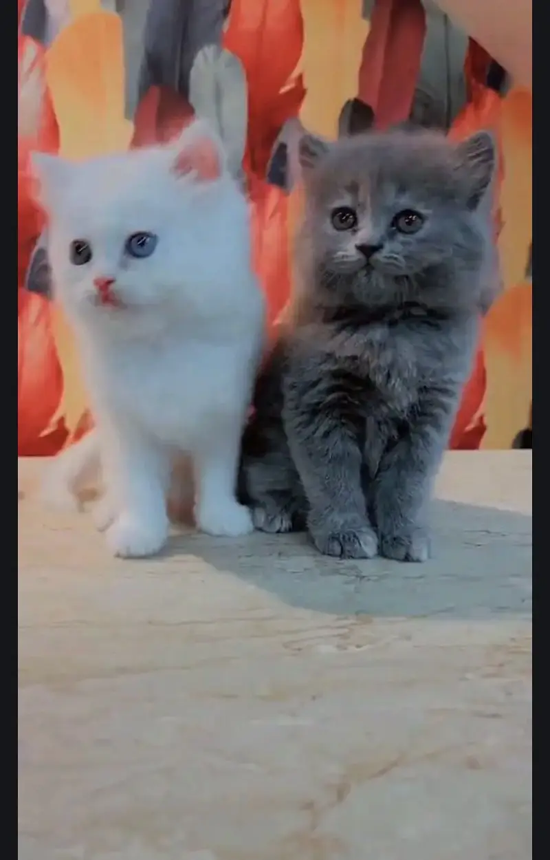 Pure Persian blue eye triple coat kittens — photo 8