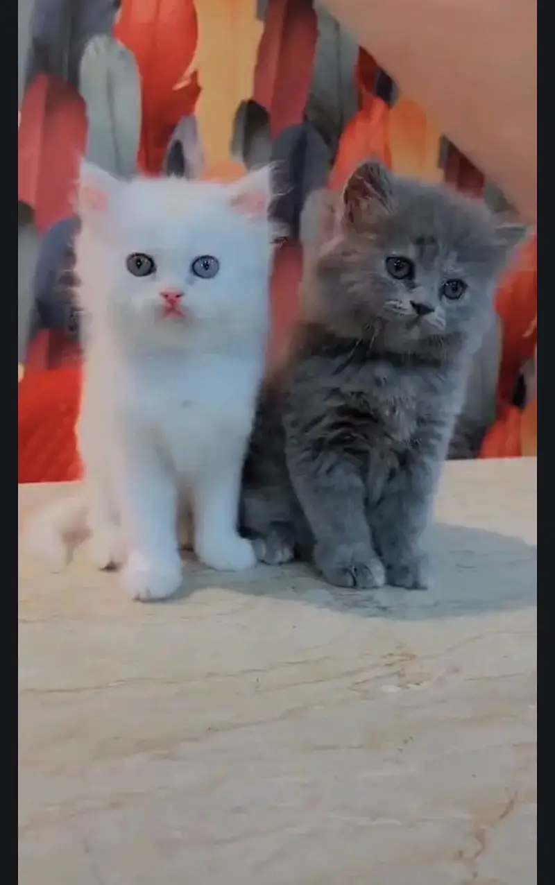 Pure Persian blue eye triple coat kittens — photo 9
